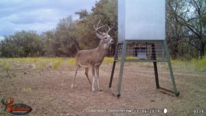 Hunting Land in Texas - Ekdahl Nelson Real Estate