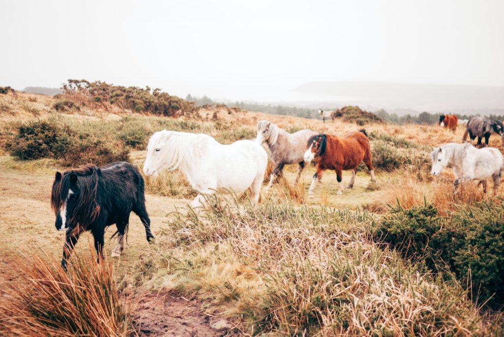 What to look for in ranch land in Stamford