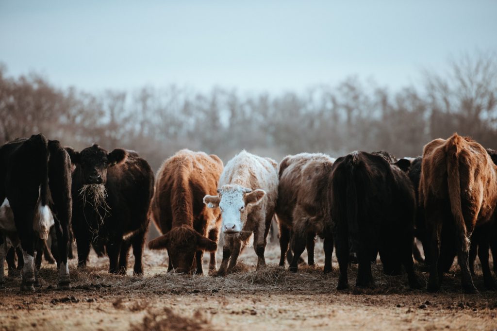 Ranch Land For Sale near stamford