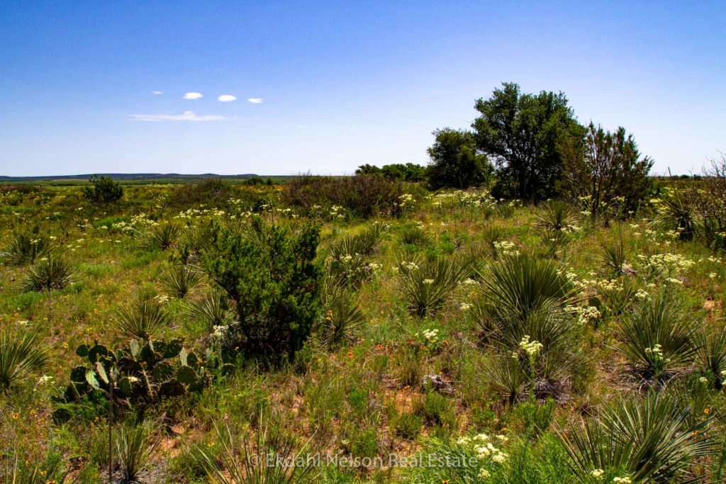 Hunting Land For Sale Runnels County brush - Ekdahl Nelson Real Estate