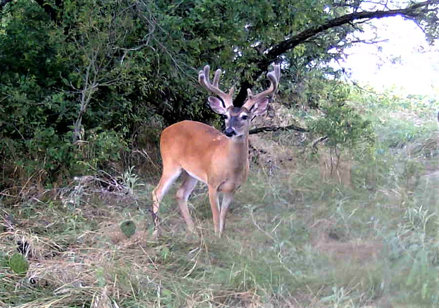 Hunting Land For Sale Runnels County - Deer