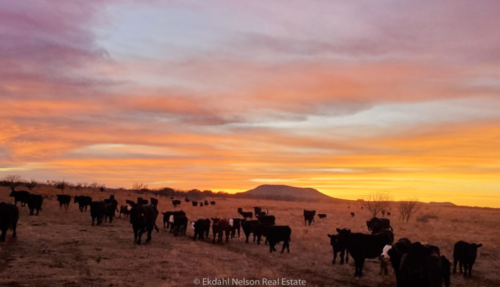 Longview Ranch with cattle - Ranches For Sale In Kent County