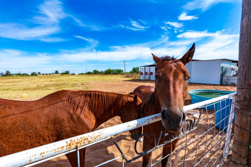 Residential Properties for Sale Abilene - Horses