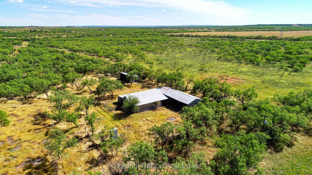 Buy hunting land Callahan County - 11-Daniels.jpg