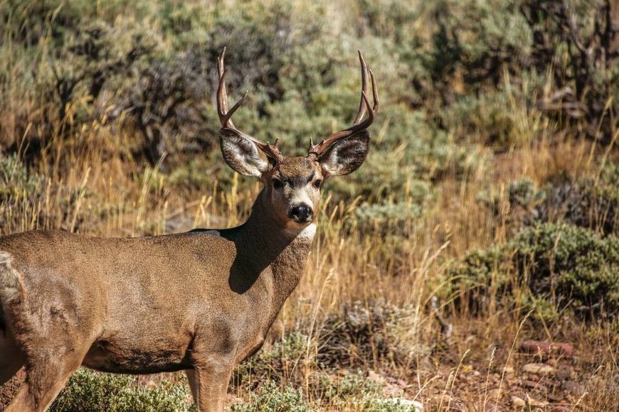 Residential Land For Sale Scurry County deer