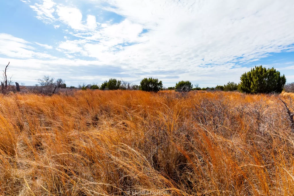 hunting land vegetation