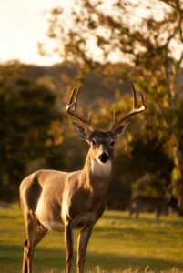 white tail mule deer as Texas game