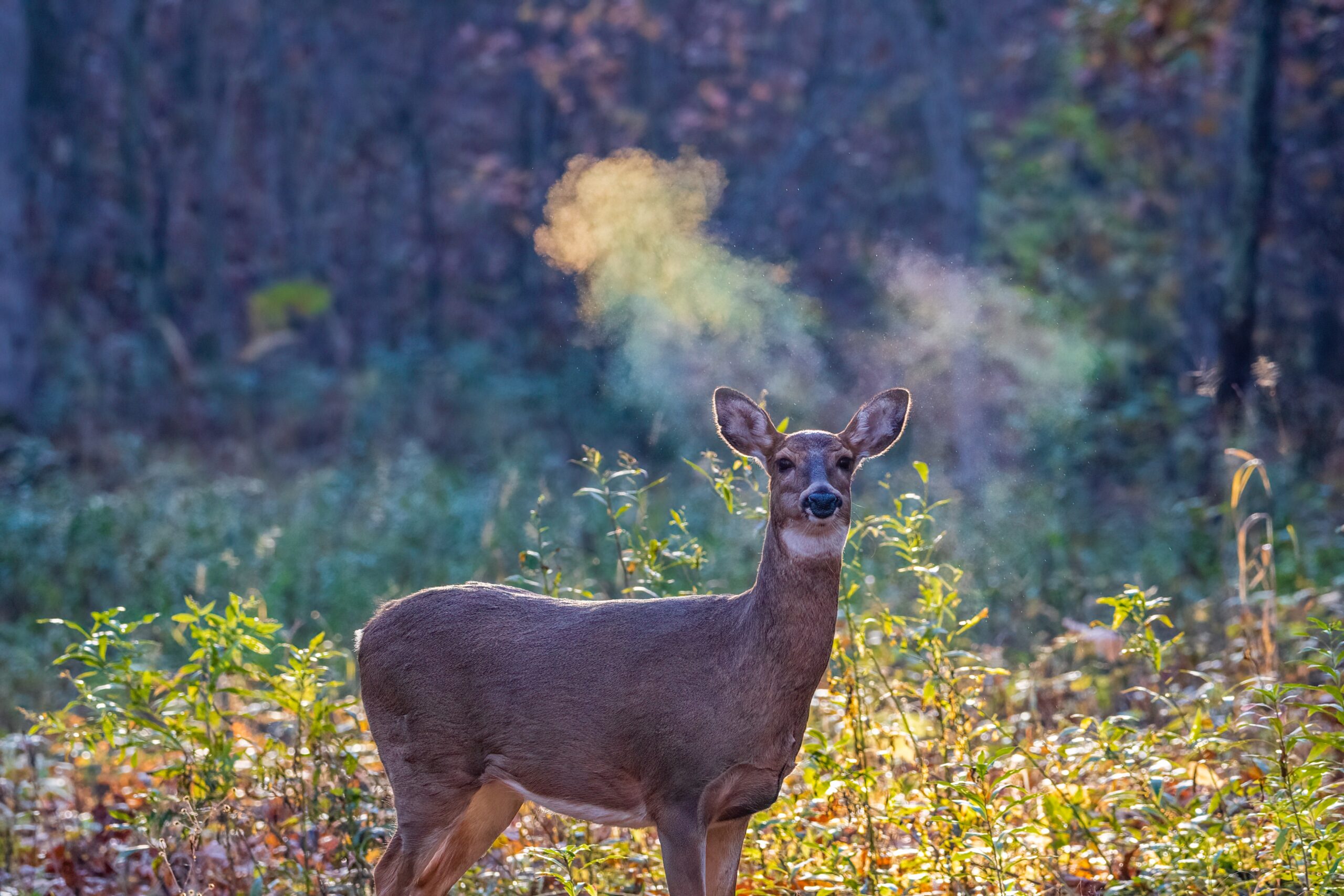 deer on deer hunting land for sale in Texas