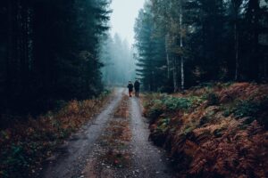 road on hunting land