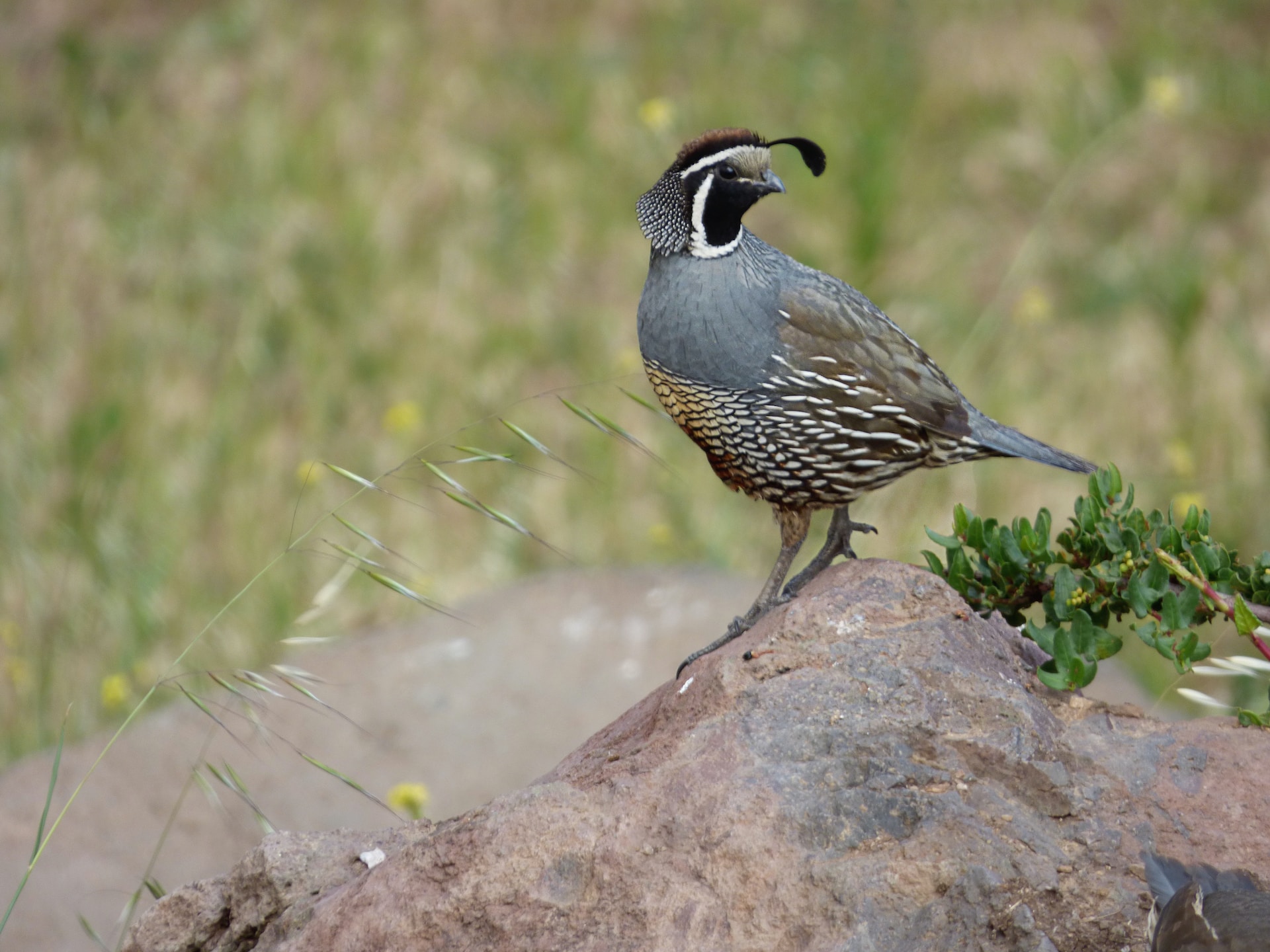 Image of a quail on a fencepost to convey quail hunting land for sale in West Texas