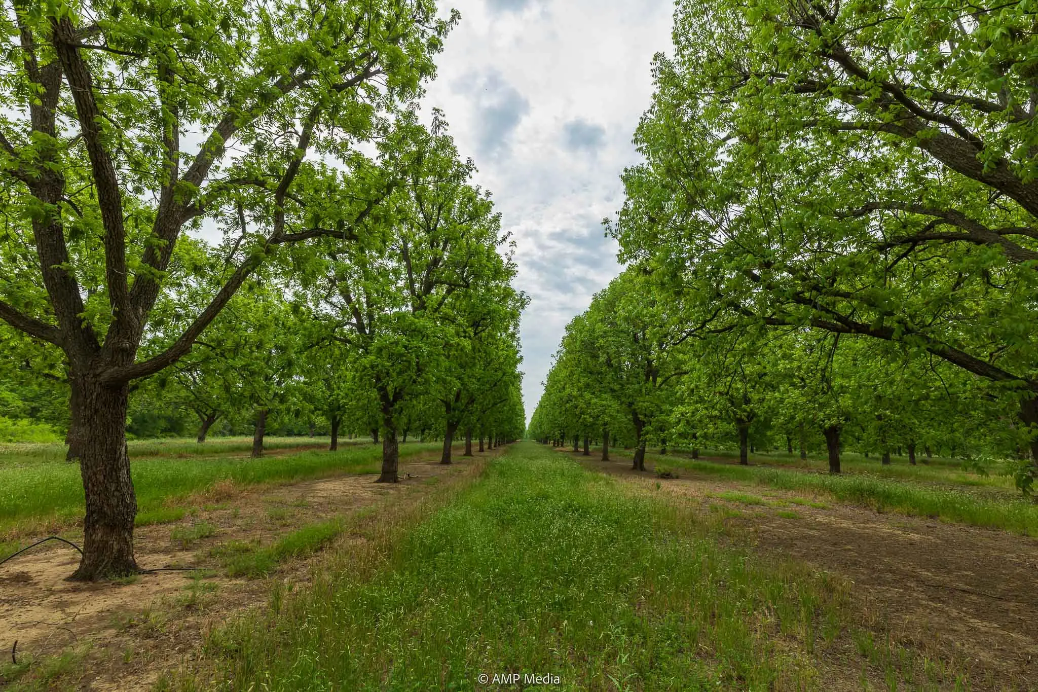 Pecan Grove Farms | Pecan Orchard