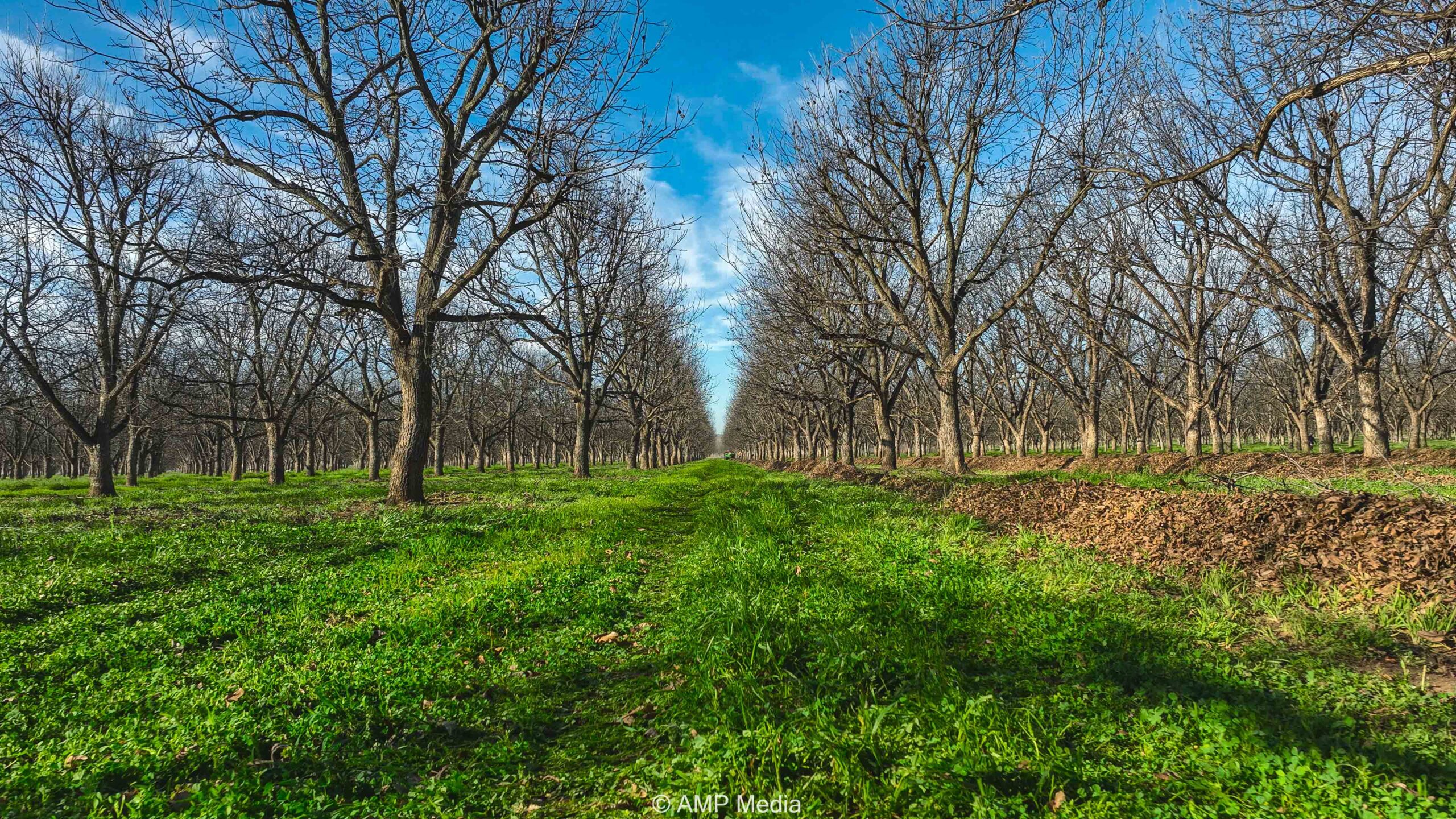 Pecan Grove Farms | Pecan Orchard